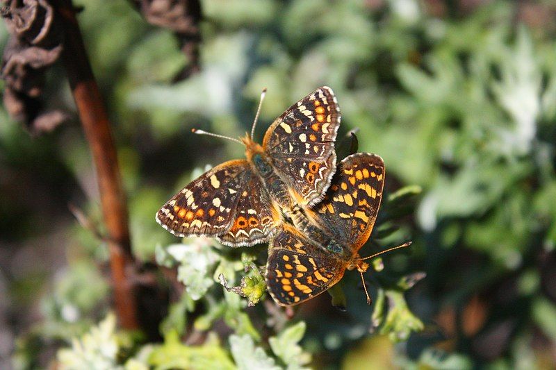 File:Phyciodes pulchella (6156919109).jpg