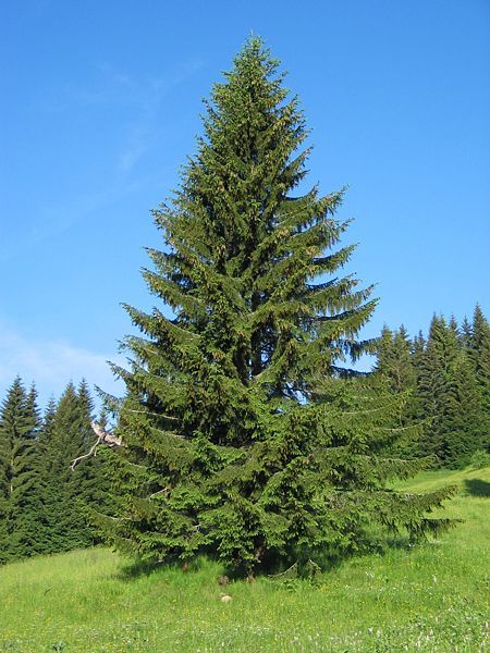 File:Picea abies1.JPG