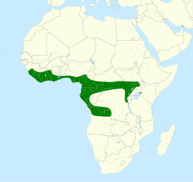 File:Prodotiscus insignis map.svg