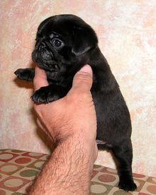 Awesome pug puppy