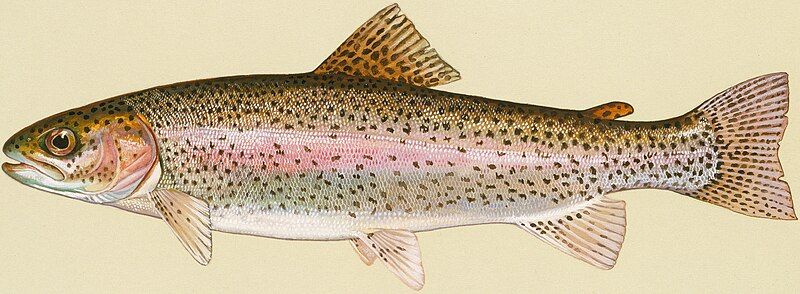 File:Rainbow Trout.jpg