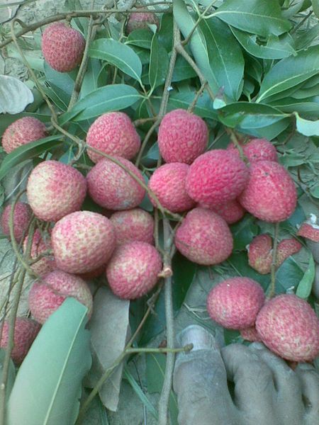 File:Rampurwa Litchis.jpg