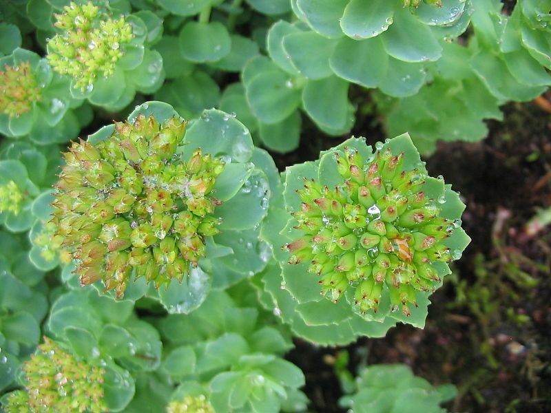 File:Rhodiola rosea (Flower).jpg