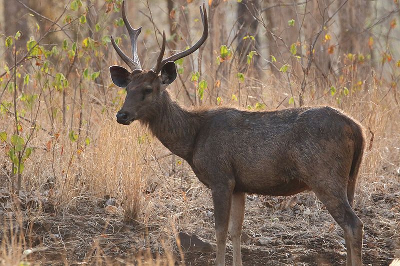 File:Sambar Deer 7.jpg