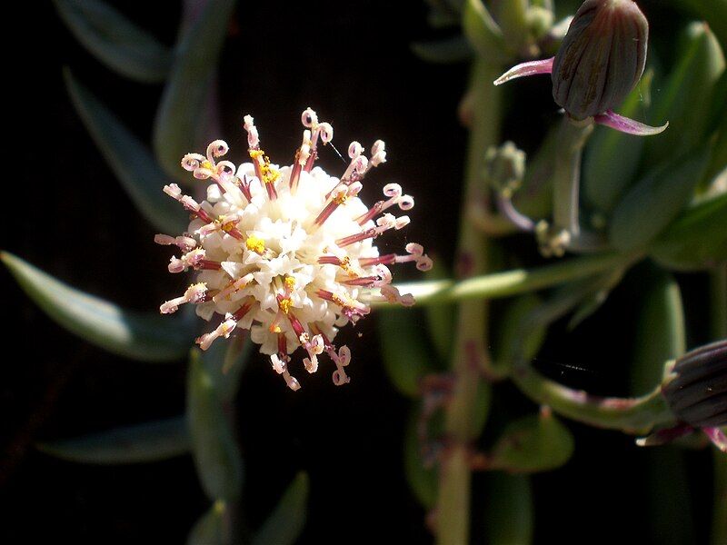 File:Senecio serpens 3c.JPG