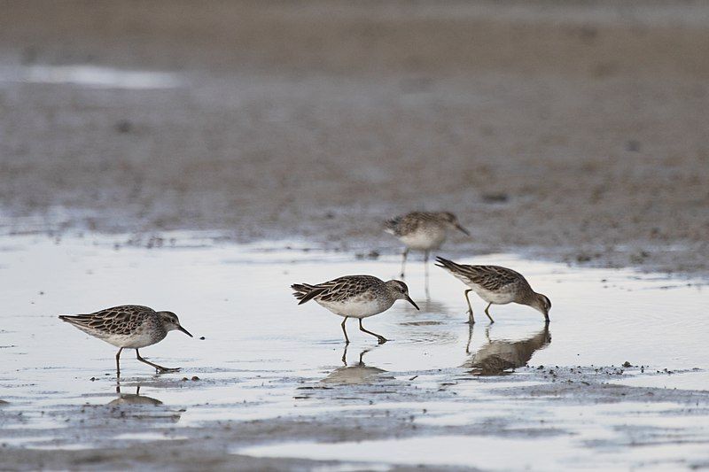 File:Sharp-tailed Sandpipers (16047084602).jpg