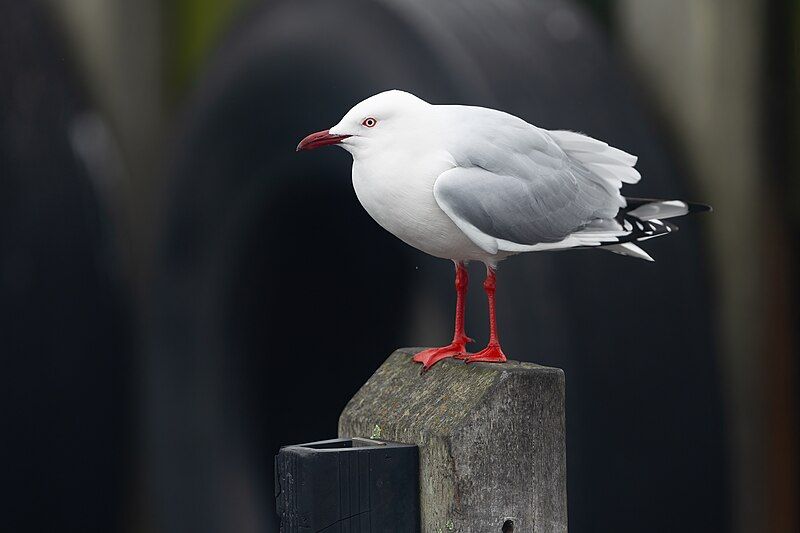 File:Silver Gull 0A2A7855.jpg