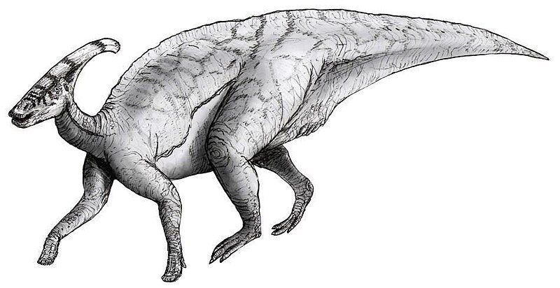 File:Sketch parasaurolophus.jpg