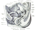 Different dissection