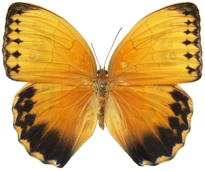 File:Stichophthalma howqua male.jpg