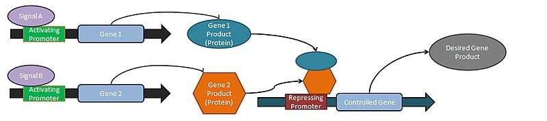 File:SynBioCirc-NandLogicGate.jpg