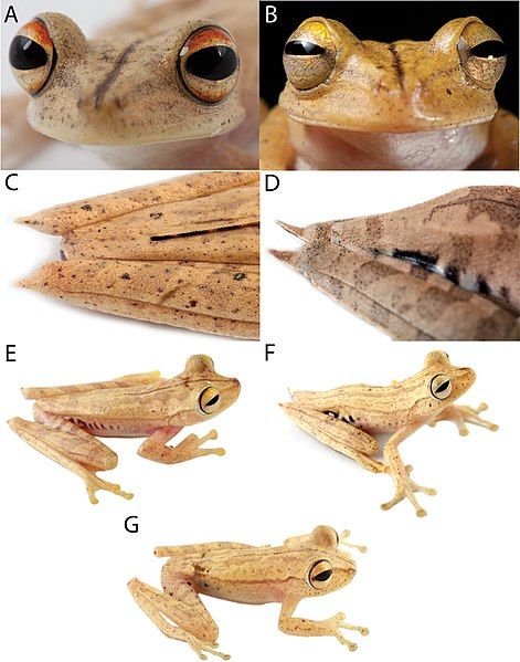 File:Systematics-of-treefrogs-of-the-Hypsiboas-calcaratus-and-Hypsiboas-fasciatus-species-complex-(Anura-ZooKeys-370-001-g015.jpg