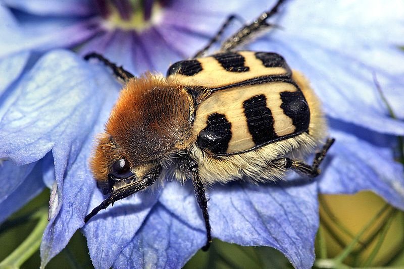 File:Trichius zonatus.jpg