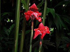 Etlingera elatior (Zingiberaceae)