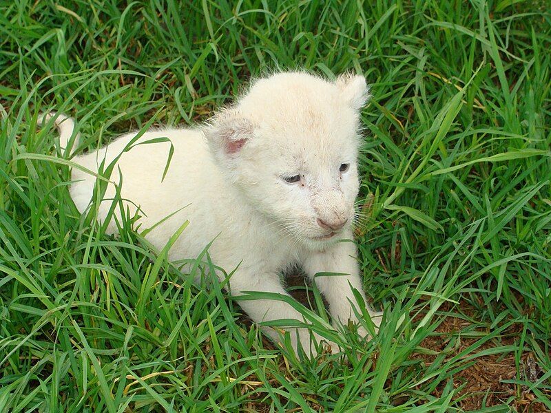 File:White lion cub.JPG