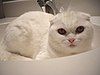 A white Scottish Fold