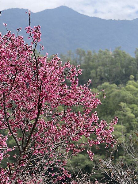 File:Wutong Flowers.jpg