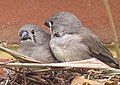 Zebra Finch chicks