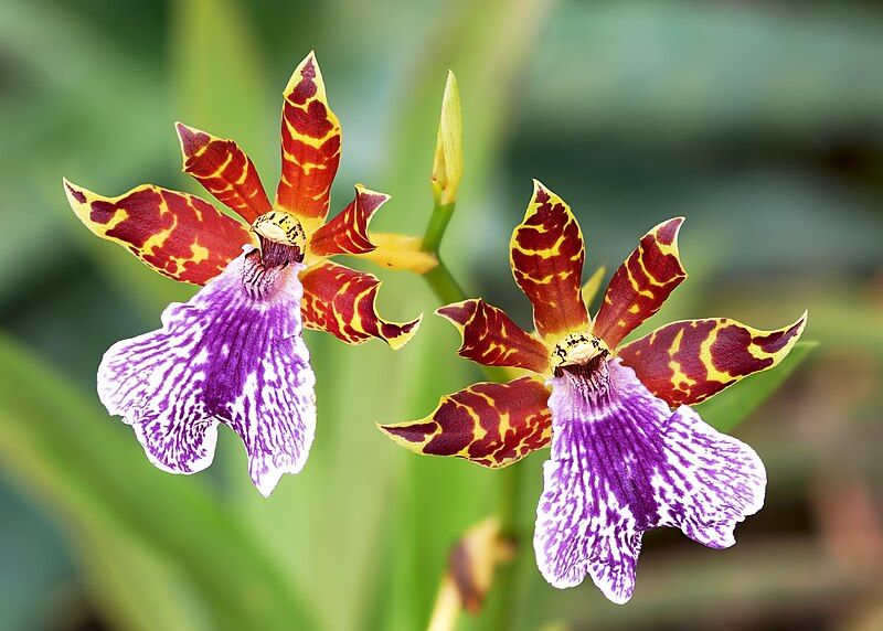 File:Zygopetalum 'Dunkle Blüte'.jpg