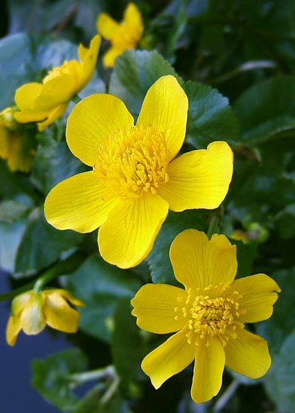 File:2007-03-27Caltha palustris02.jpg