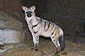 [1] Aardwolf