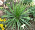 Agave schidigera