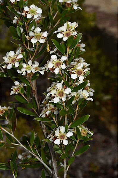 File:Aggreflorum benwellii.jpg