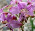 Alstroemeria revoluta