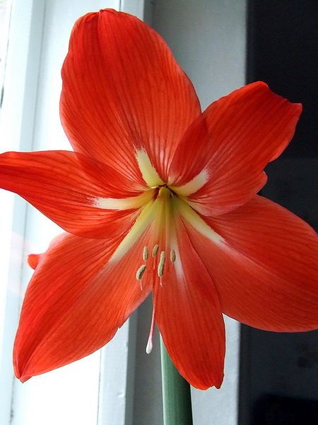 File:Amaryllis 1.jpg