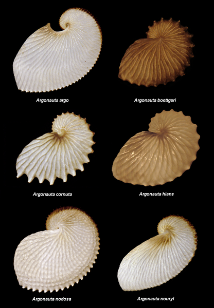 File:Argonauta species.PNG