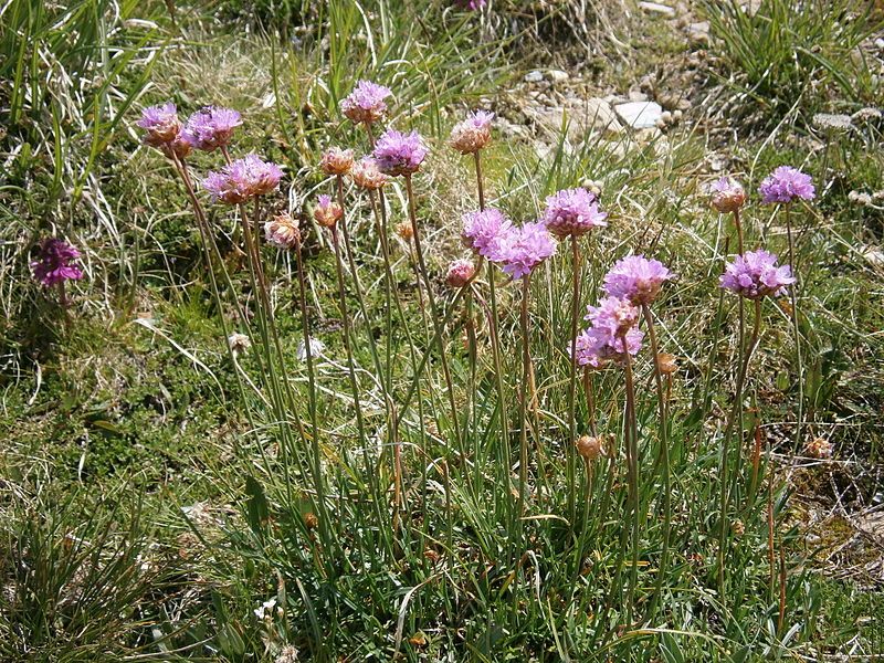 File:Armeria alpina 001.jpg