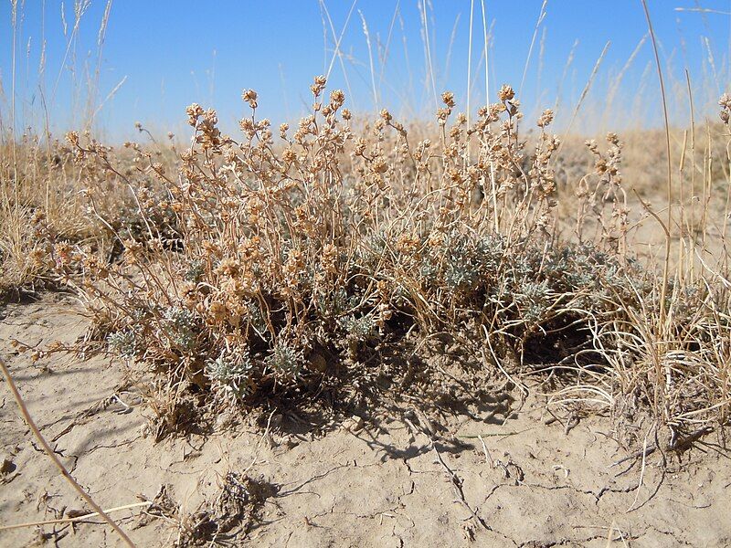 File:Artemisia pedatifida.jpg