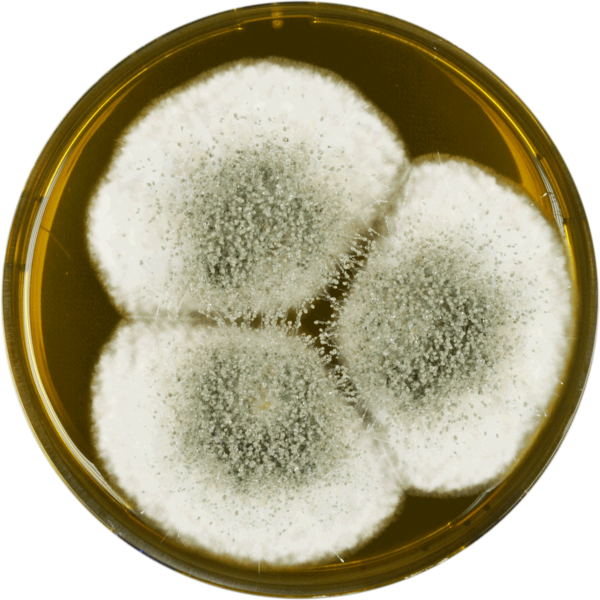 File:Aspergillus giganteus meaox.png