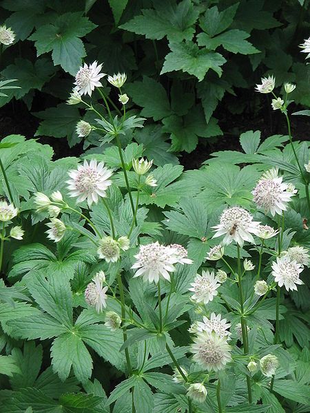 File:Astrantia major02.jpg