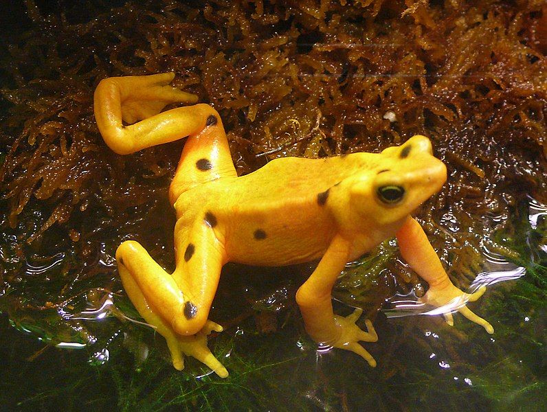 File:Atelopus zeteki (2).jpg