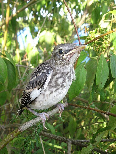 File:Baby Mimus polyglottos.jpg