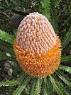 Banksia burdettii