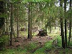 Forest scenery, some broken trees