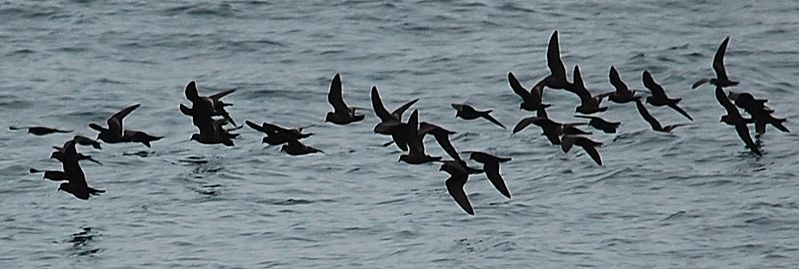 File:BlackStormPetrels.JPG