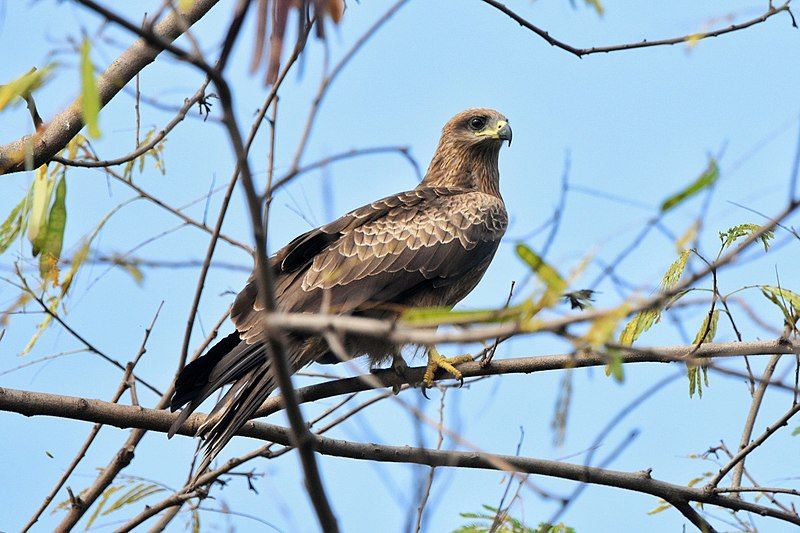 File:Black Kite Pune.jpg