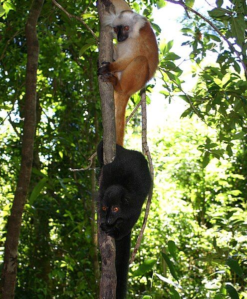 File:Black Lemurs-in Madagascar.jpg