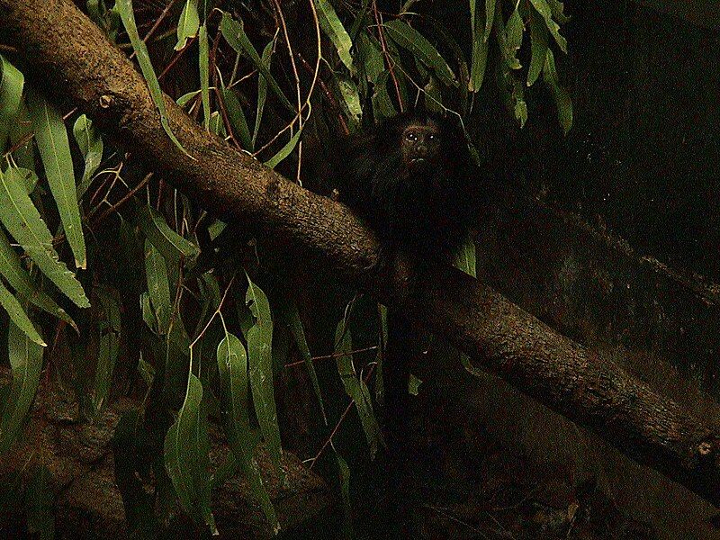 File:Black lion tamarin.JPG