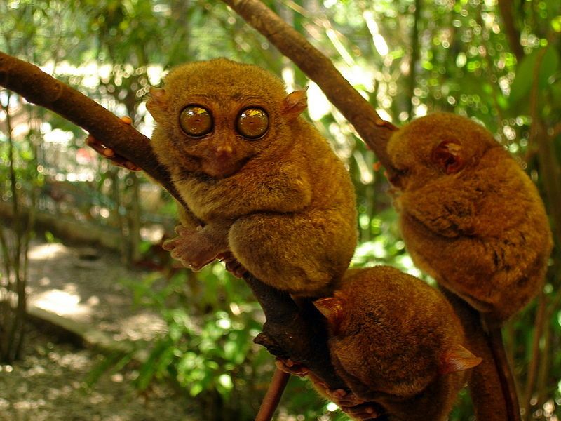 File:Bohol.tarsier jtlimphoto.JPG