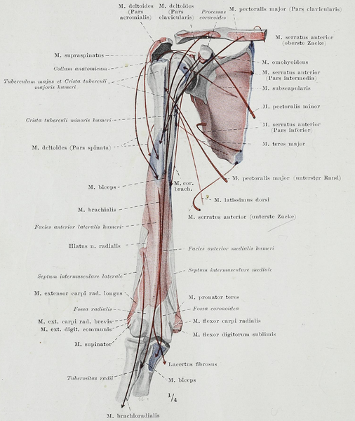 File:Braus 1921 128.png