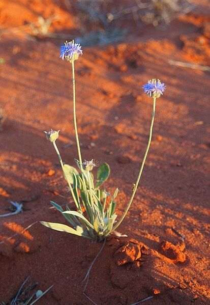 File:Brunonia habitiii.jpg