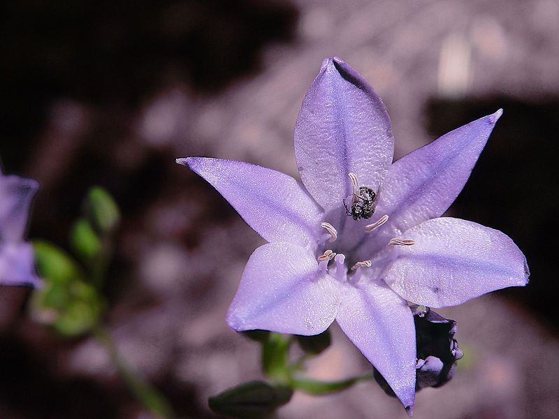 File:Bugflower.jpg