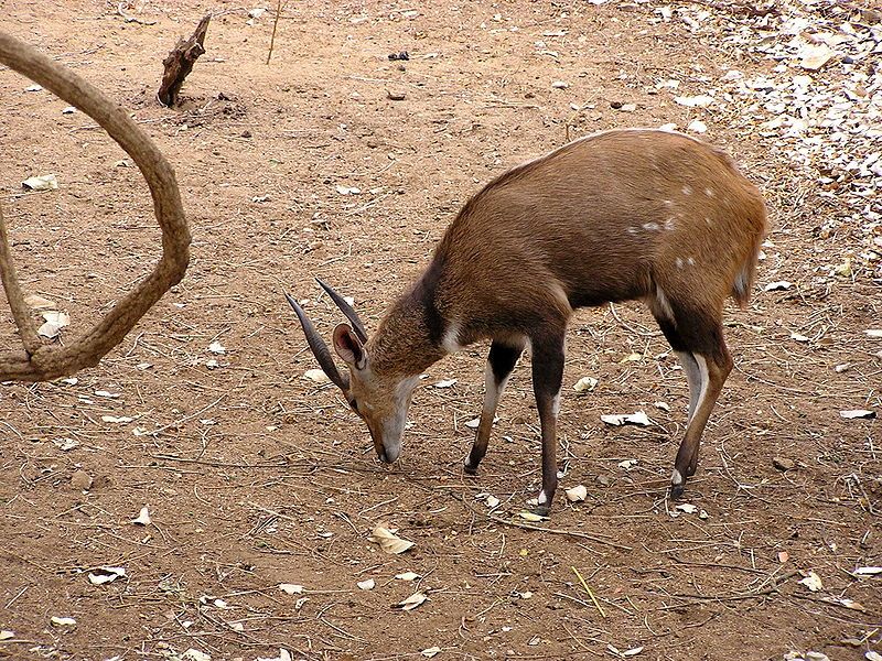 File:Bushbuck (Tragelaphus scriptus).jpg