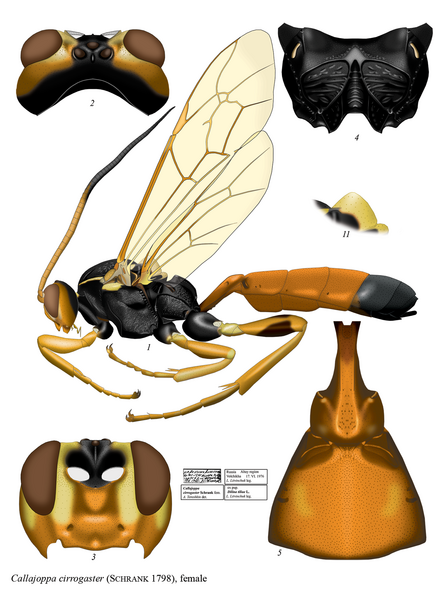 File:Callajoppa cirrogaster.png