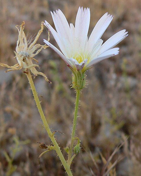 File:Calycoseris wrightii 1.jpg