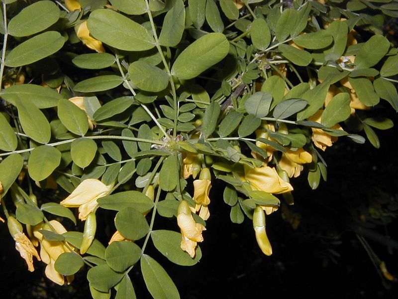 File:Caragana arborescens.jpg